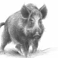 Wild boar